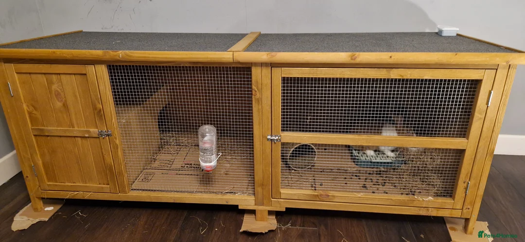 Lionhead rabbits for sale: Bonded Pair: 2 Female Rabbits + Hutch - Advert 2