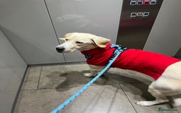 Labrador Retriever dogs for sale: Labrador Looking for His Forever Home - Image 13