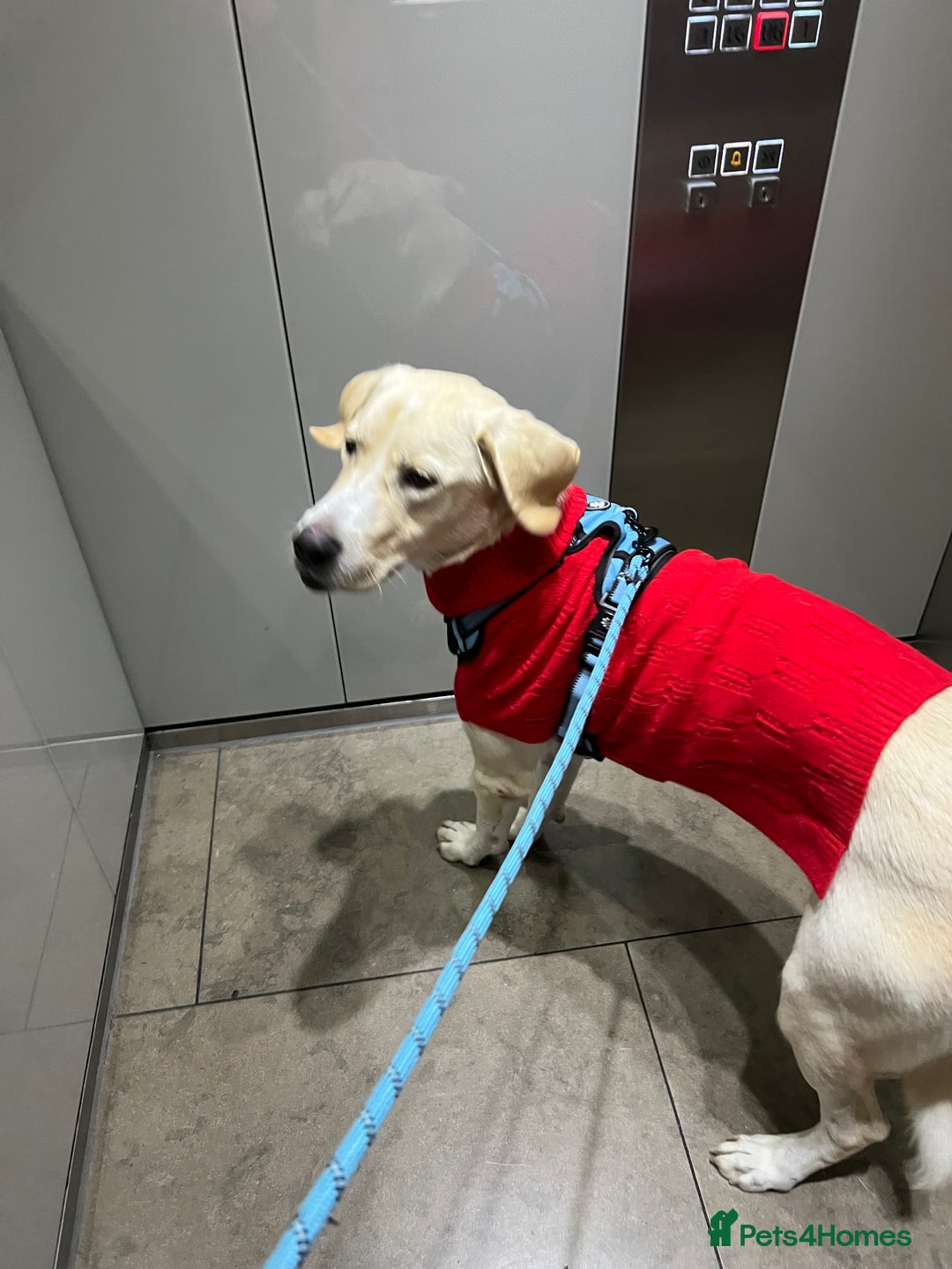 Labrador Retriever dogs for sale: Labrador Looking for His Forever Home - Image 13