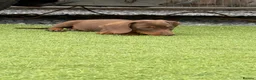 Dachshund dogs for sale: Dachshund puppies - Advert 7