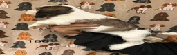 Cocker Spaniel dogs for sale: Playful show type cocker spaniels  in Bury Saint Edmunds - Advert 12