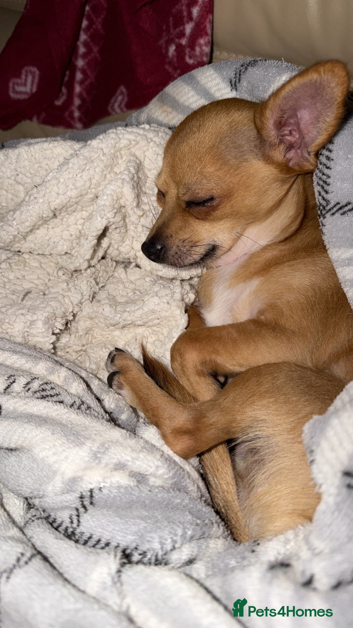 Chihuahua dogs 2 gorgeous Chihuahuas  - Advert 11