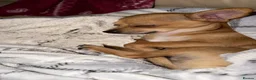 Chihuahua dogs for sale: 2 gorgeous Chihuahuas  - Advert 1