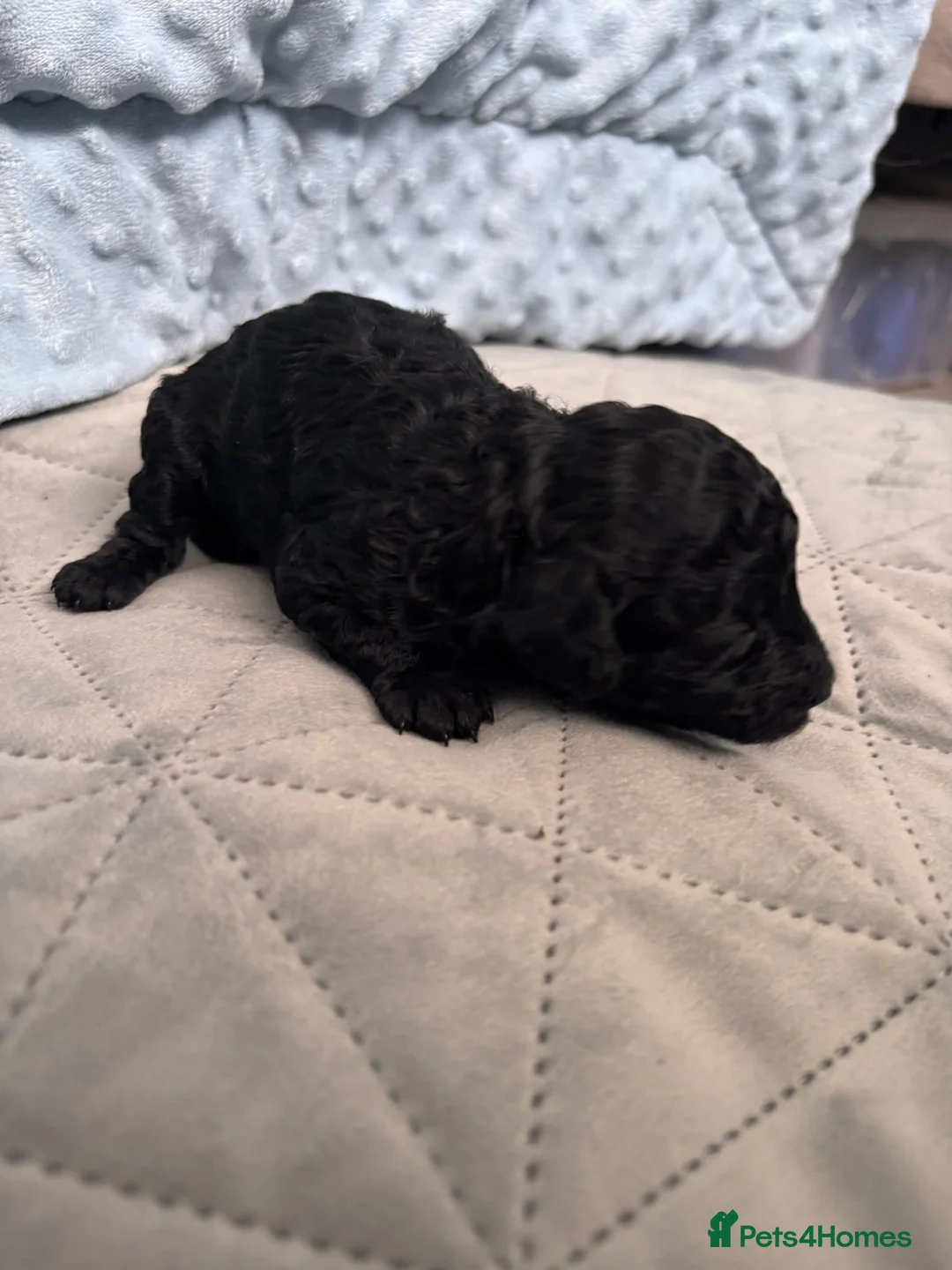 Toy Poodle dogs for sale: KC Registered Miniature Toy Poodle Puppies forSale - Advert 2