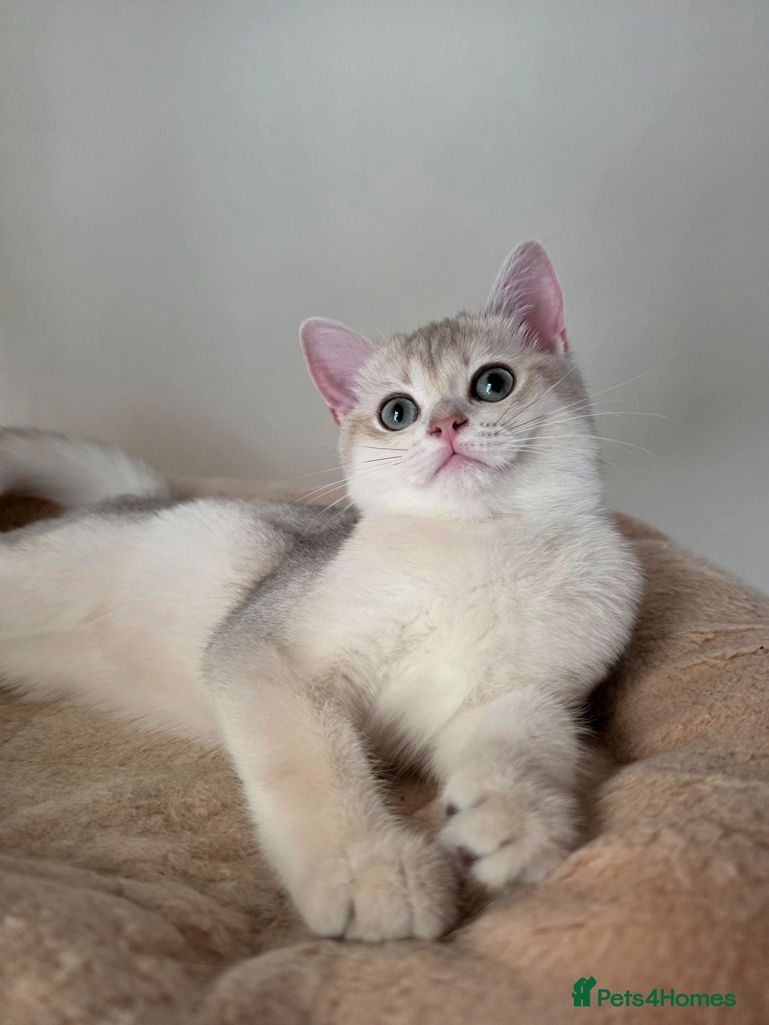 British Shorthair cats Looking for forever home❤️ - Advert 2