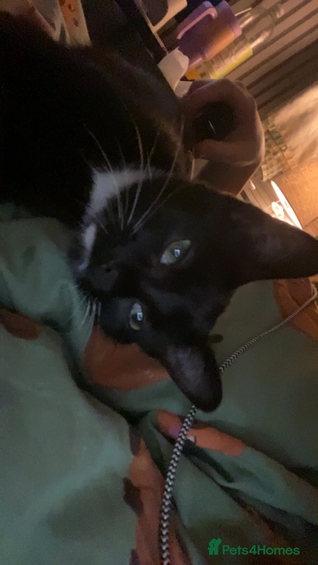 Domestic Shorthair cats for sale: 6 month old kitten in Prenton - Advert 2