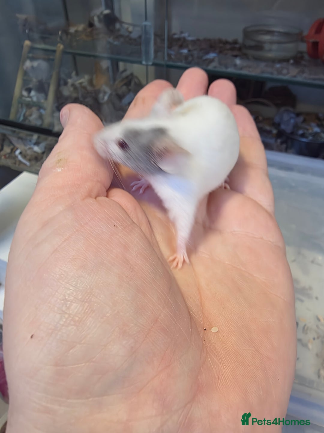 Mouse rodents for sale: Mice, males and females  - Advert 18