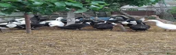 Mixed Breed poultry for sale: Poultry SALE - Advert 3