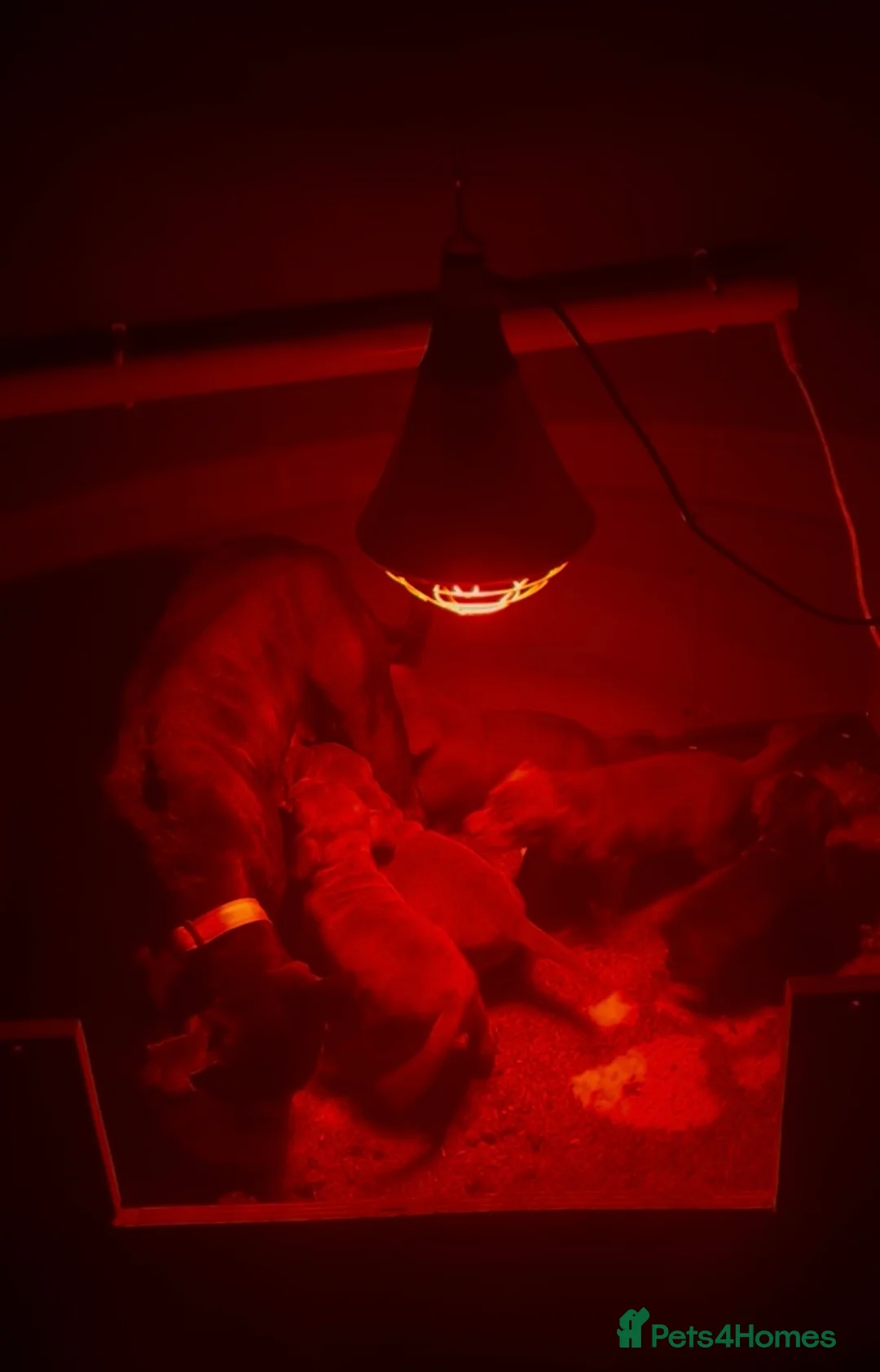 Mixed Breed dogs for sale: Staffy cross cocker spaniel puppies  - Advert 8