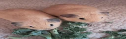 Guinea Pig rodents for sale: PURE CALIFORNIAN BABIES - Advert 5