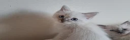Ragdoll cats for sale: Ragdoll Kittens ready now - Advert 7