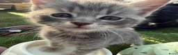 Mixed Breed cats for sale: Gorgeous Grey / Blue Girls  - Advert 12