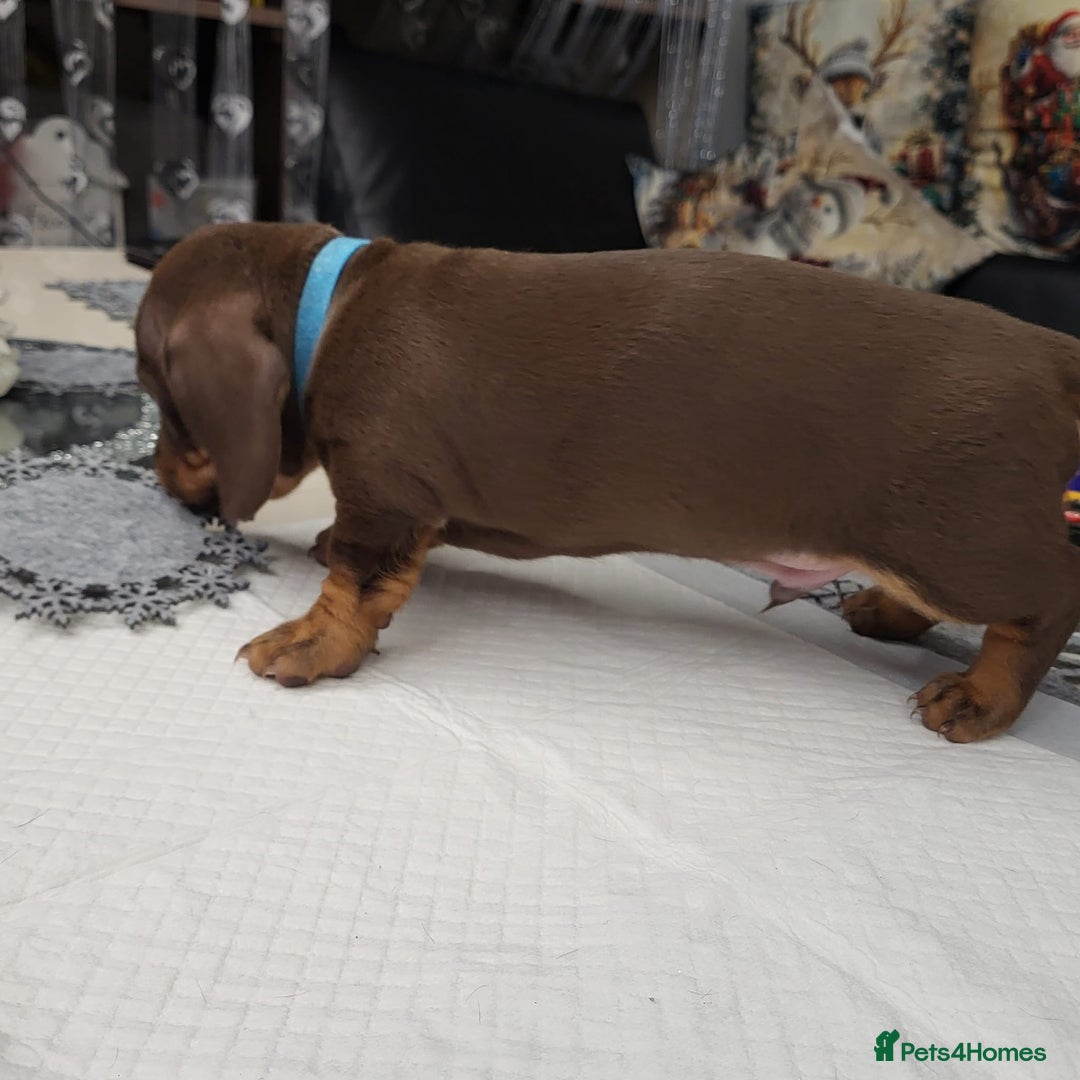 Dachshund dogs for sale: Wonderful dachshund puppies  - Advert 10