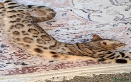 Bengal cats for sale: Beautiful bengal girl for sale - Image 1