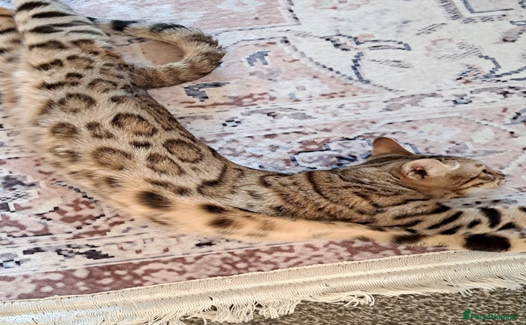 Bengal cats - Advert 9