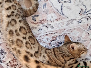 Bengal cats - Advert 2