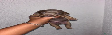 Chiweenie 5