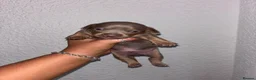 Chiweenie dogs for sale: BEAUTIFUL PUPPIES LOOKING FOR THERE FOREVER HOMES - Advert 6