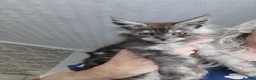 Maine Coon cats for sale: Maine coon kittens available.  - Advert 4