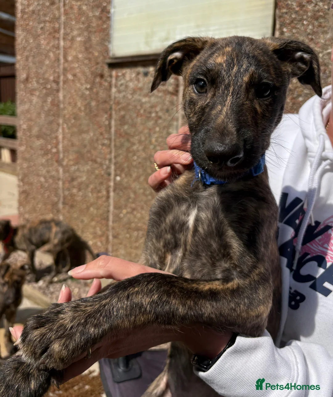 Lurcher dogs for sale: 9 lurcher pups in Skegness - Advert 2