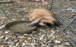 Mini Lop rabbits for sale: Lovely mini lop does  - Image 2