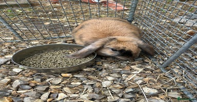Mini Lop rabbits - Advert 4