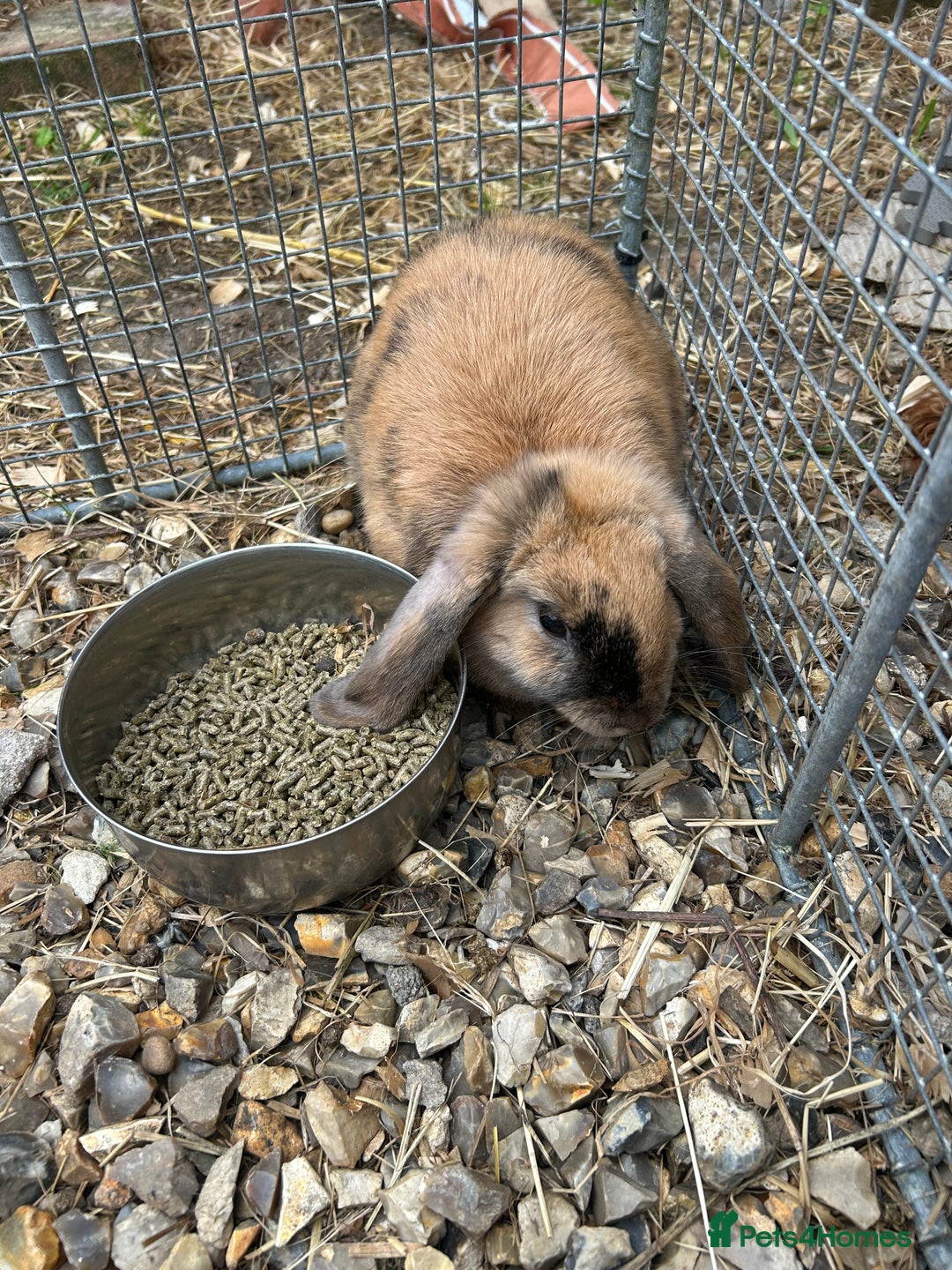 Mini Lop rabbits for sale: Lovely mini lop does  - Image 2