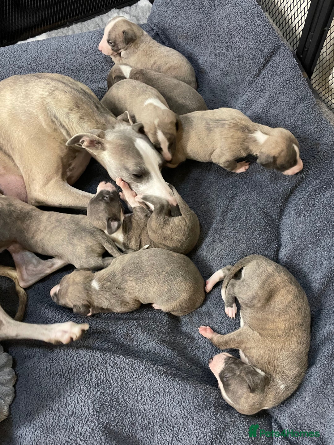 Whippet dogs for sale: 2 dog pups  - Advert 6