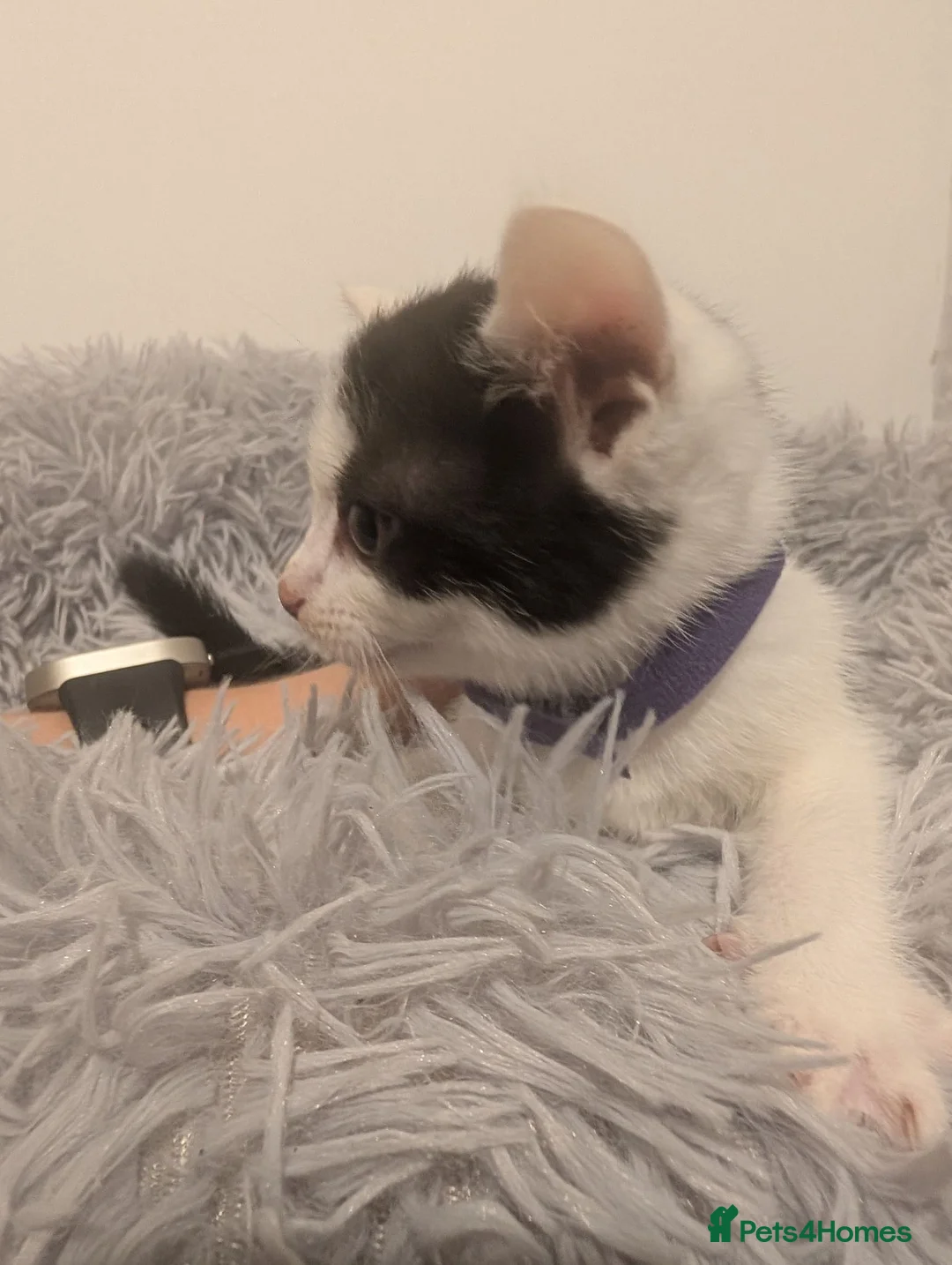Mixed Breed cats for sale: 2 Litters Available  in ELY - Advert 18