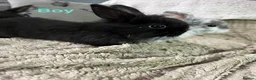 Lionhead rabbits for sale: Bunny’s ready for homes  - Advert 2