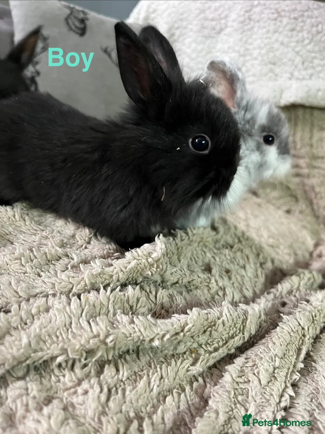 Lionhead rabbits for sale: Bunny’s ready for homes  - Advert 2