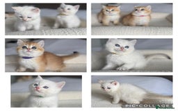 British Shorthair cats for sale: TICA golden and colourpoint BSH - Image 1