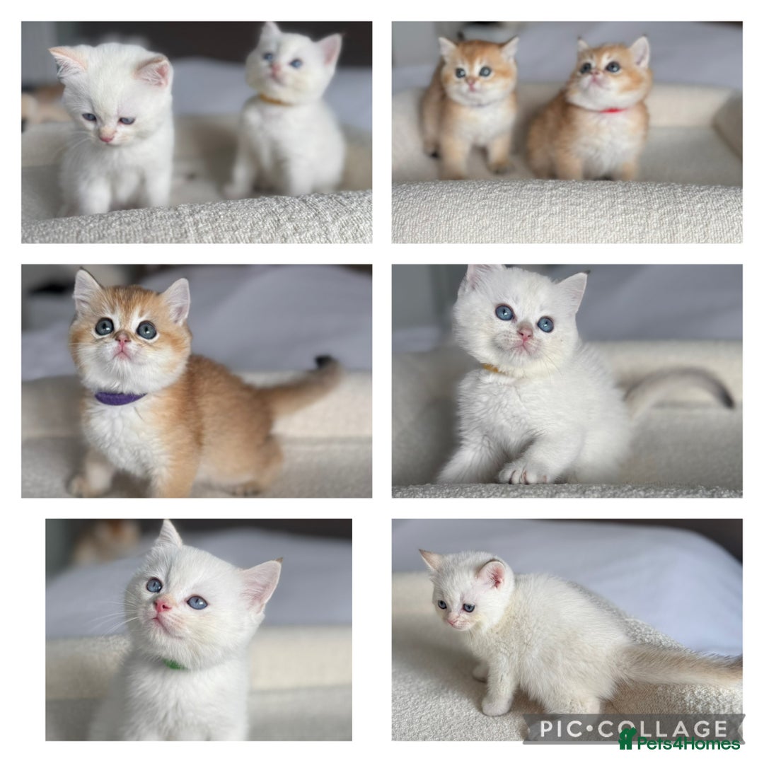 British Shorthair cats for sale: TICA golden and colourpoint BSH - Image 1