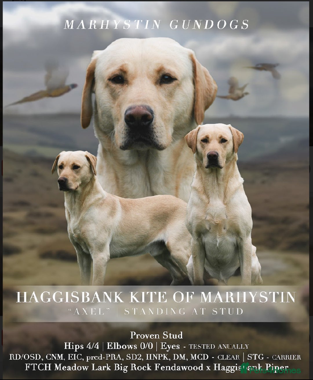 Labrador Retriever dogs for sale: Quality Pups from Fully Health Tested Parents - Advert 2