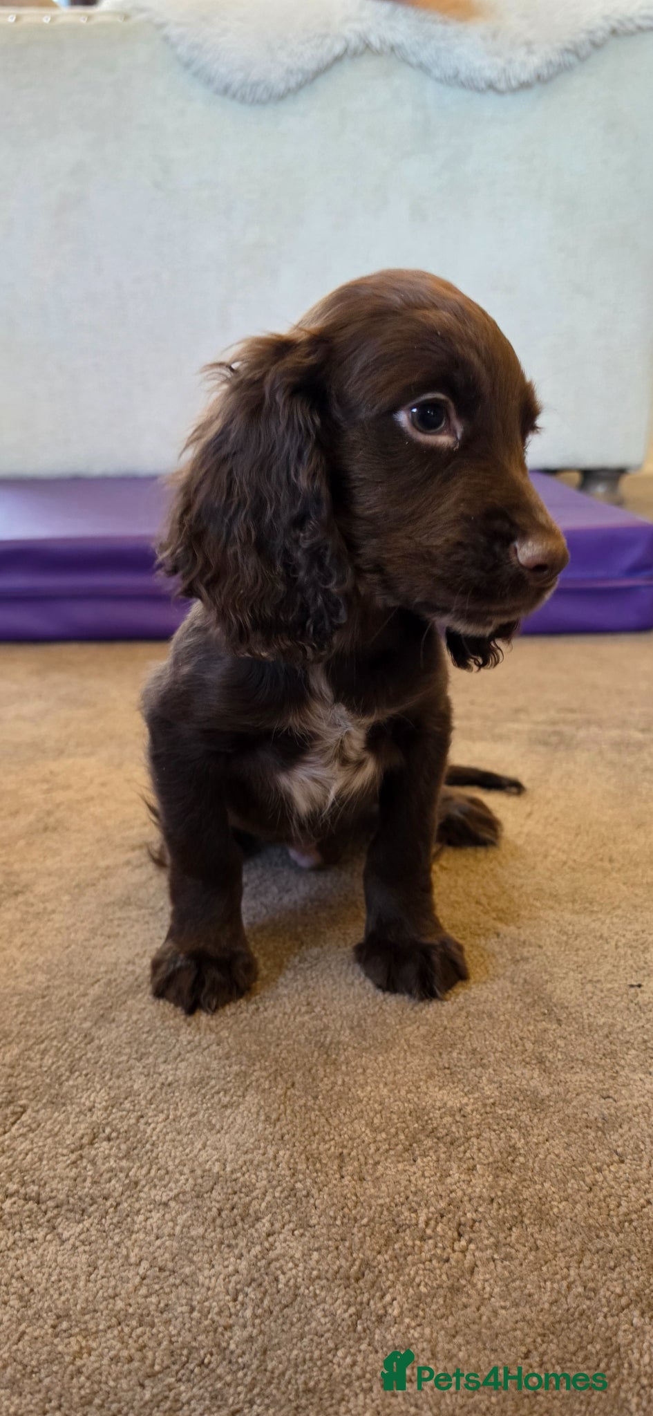 Cocker Spaniel dogs 3 WORKING TYPE KC COCKER SPANIELS READY TO LEAVE  - Advert 2