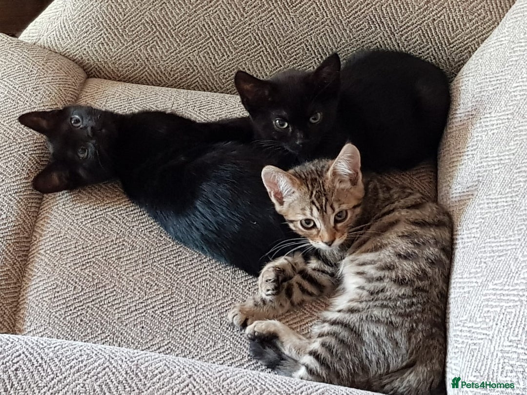 Bengal cats for sale: Stunning Spotted Bengal Cross Girl - Image 7