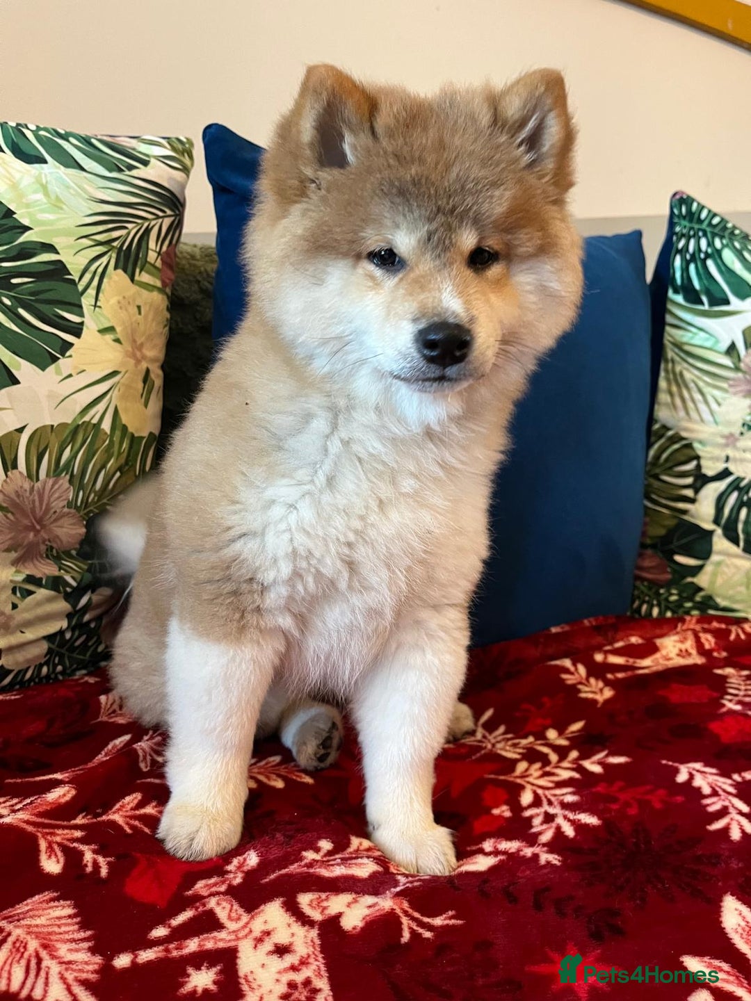 Japanese Shiba Inu dogs for sale: Adorable Japanese Shiba Inu Puppy - Advert 4