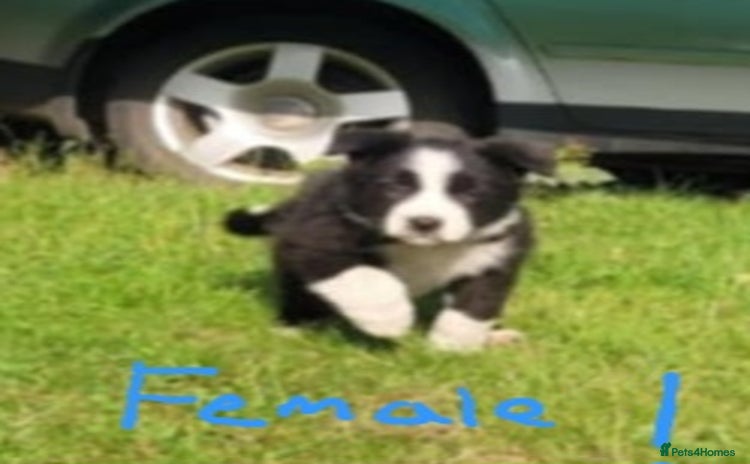 Border Collie dogs - Advert 1