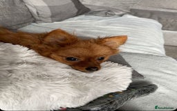 Pomeranian dogs for sale: Adorable 2 Year Old pomeranian  - Image 3