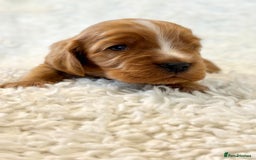 Cocker Spaniel dogs for sale: Full Health Tests KC Reg Showline Cocker Spaniels - Image 2