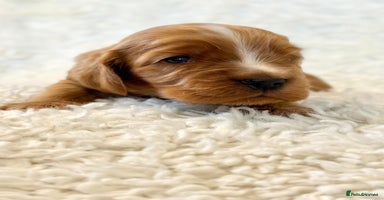 Cocker Spaniel dogs - Advert 1