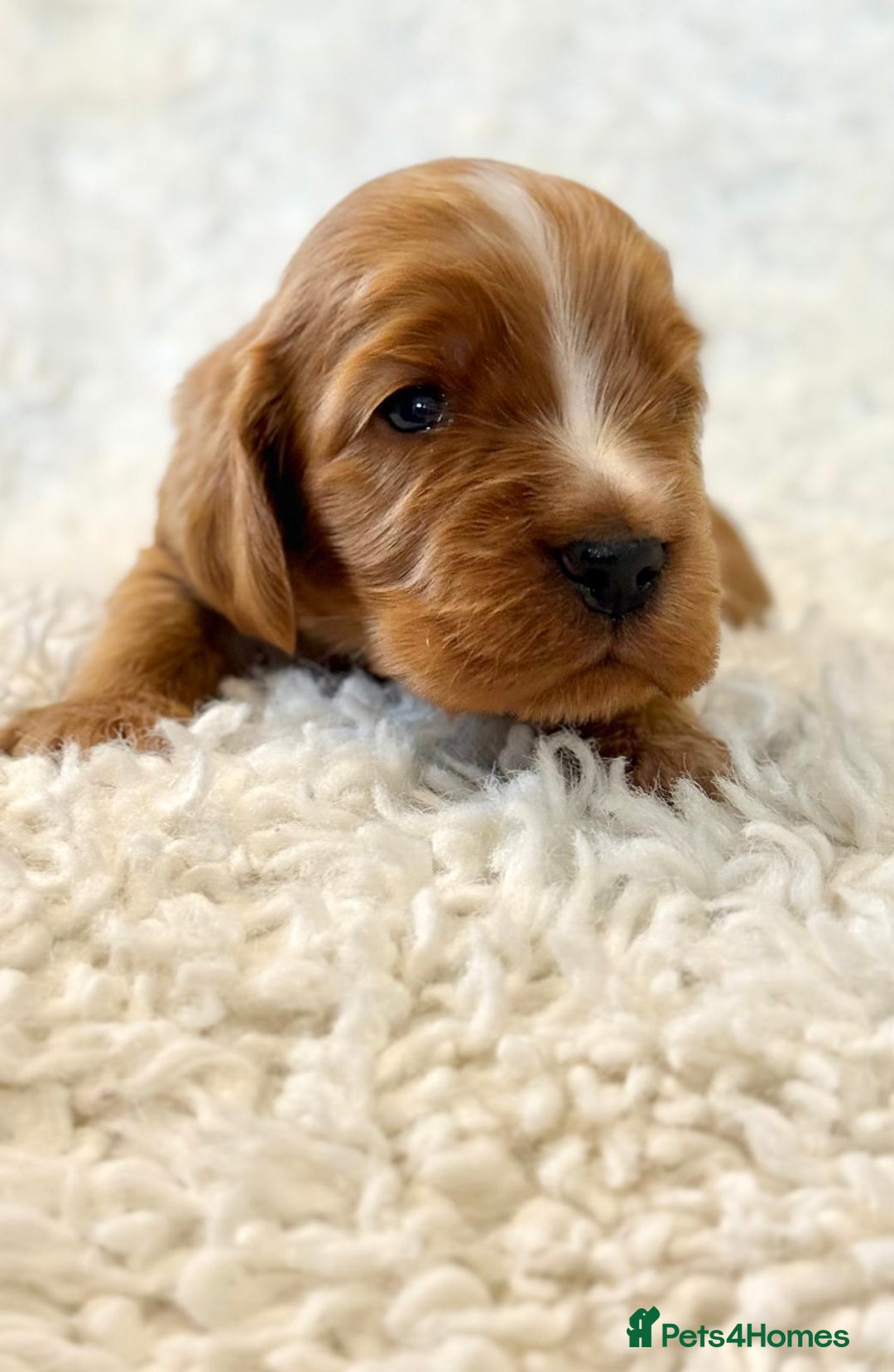 Cocker Spaniel dogs for sale: Full Health Tests KC Reg Showline Cocker Spaniels - Image 2