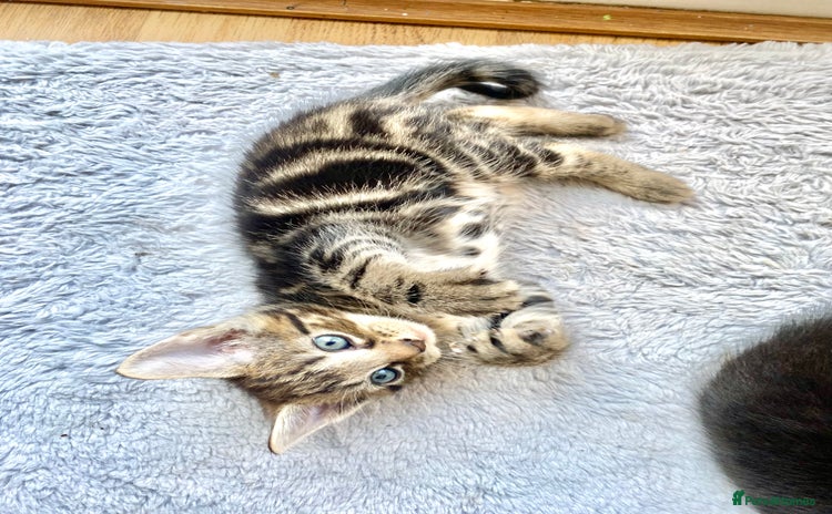Mixed Breed cats - Advert 3