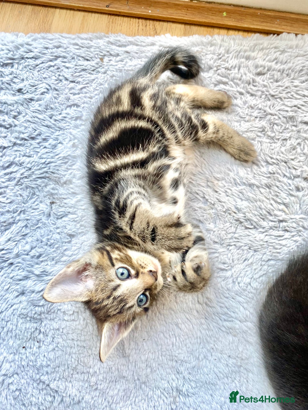 Mixed Breed cats for sale: 4 gorgeous kittens - Image 1
