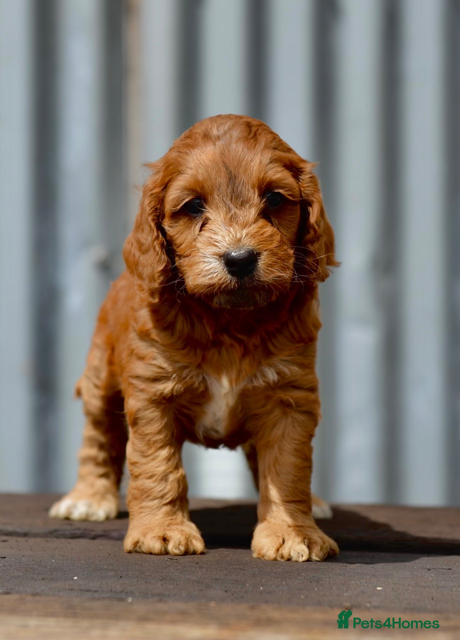 Cockapoo dogs Fox red Amazing obedience champion cockapoo pups  - Advert 1