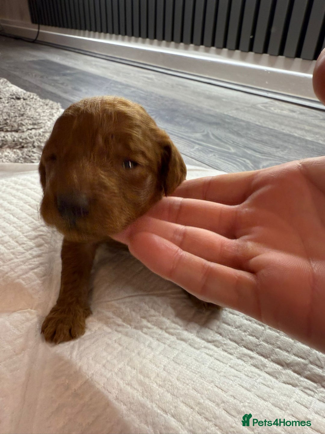Cavapoo dogs for sale: F1b Cavapoo ALL PUPS NOW RESERVED  - Advert 28