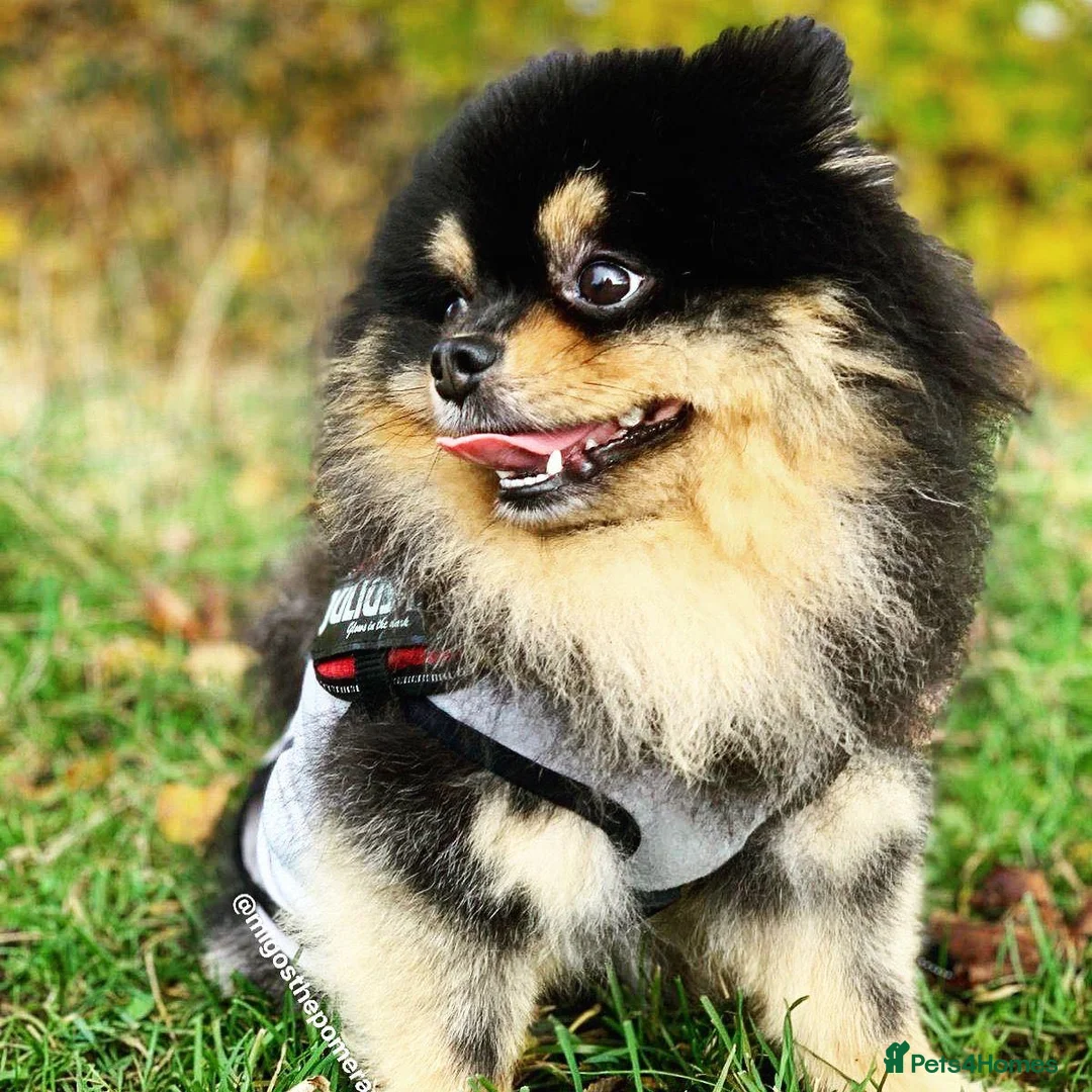 Pomeranian dogs for sale: Teddy Bear Pomeranian Puppy! - Advert 17