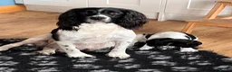 English Springer Spaniel dogs for sale: Springer spaniel puppies in St Andrews - Advert 4