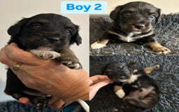 Jack Russell dogs for sale: Jack Russel puppies - Image 6