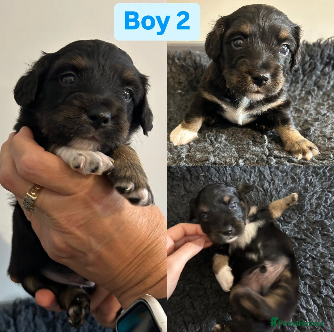 Jack Russell dogs for sale: Jack Russel puppies - Image 6